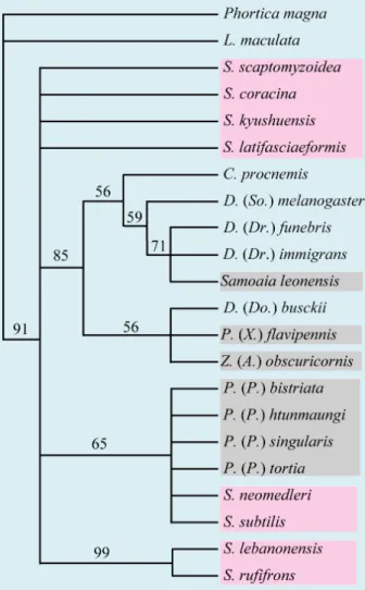 図 3.  ギンガショウジョウバエ属およびその近縁属の系統関係を 示す厳密合意樹．枝上の数字：ブーツストラップ値 (&gt; 50).  灰色網掛：Grimald i (1990)  のト ゲアシショウジョウバエ属群．  ピンク：マメショウジョウバエ属． 表 1