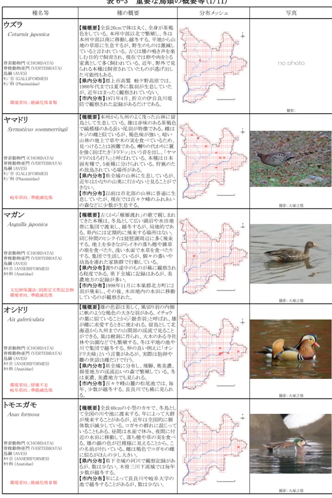 表 6-3  重要な鳥類の概要等(1/11)  種名等 種の概要 分布メッシュ 写真 ウズラ 　 Coturnix japonica 脊索動物門 (CHORDATA) 脊椎動物亜門 (VERTEBRATA) 鳥綱 (AVES) ｷｼﾞ目 (GALLIFORMES) ｷｼﾞ科 (Phasianidae) 撮影： ヤマドリ 　 Syrmaticus soemmerringii 脊索動物門 (CHORDATA) 脊椎動物亜門 (VERTEBRATA) 鳥綱 (AVES) ｷｼﾞ目 (GALLIFORMES) ｷｼ