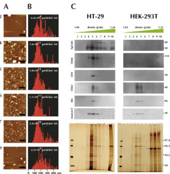 Figure S1. Characterizations of density-gradient fractionated extracellular vesicles 