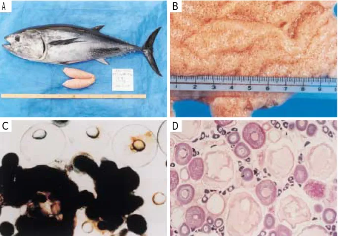 Fig. 9. Ejuculation of milt (upper figure) and testis (lower figure) of a bluefin tuna, Thunnus thynnus, male.