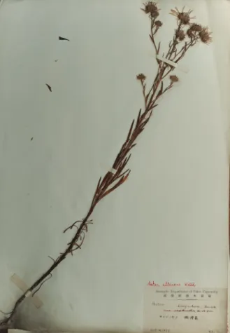 Fig. 22. The specimen collected in Nikko, Shimotsuke 