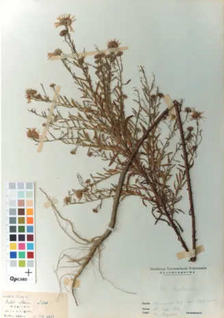 Fig. 9. The specimen collected in Yose, the Doushigawa  River (TI). 