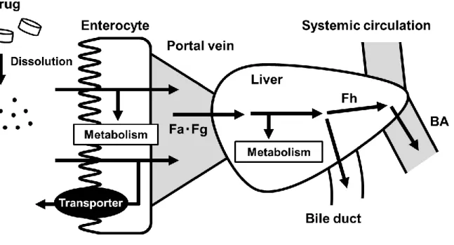 Figure 1.    Schematic diagram of the first-pass effect in intestine and liver after oral administration  with drug
