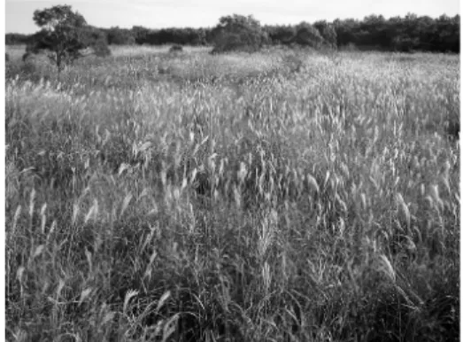 図 2-2. 二次草原地．  Fig. 2-2. Secondary grassland. 