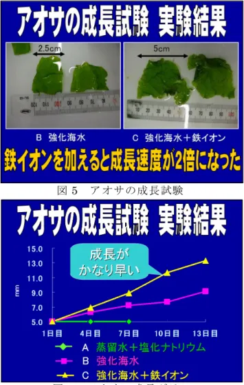 図 5  アオサの成長試験  図 6  アオサの成長グラフ この鉄炭団子をつかって、鉄分は本当に海藻の成長促進に効果があるのか実験を行った。   実験実験実験 １実験１１  １    アオサアオサ のアオサアオサののの 成長試験成長試験成長試験成長試験    アオサには、陸上植物のような根・茎・葉の区別がない。そこで、アオサを５mm角の正方形に 切 っ て 、 成 長 測 定 を行 っ た 。 実 験 区 と し て、Ａ  蒸 留 水 に 塩 化 ナ ト リウ ム を 加 え て ３ ％ に した実験区、Ｂ