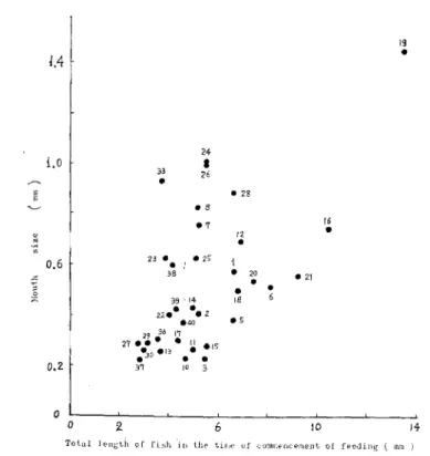 Fig.  4.  The  relationship  between  the  total  length  of fish  in  the  time  of  commencement  of  feeding  and  the  mouth  size