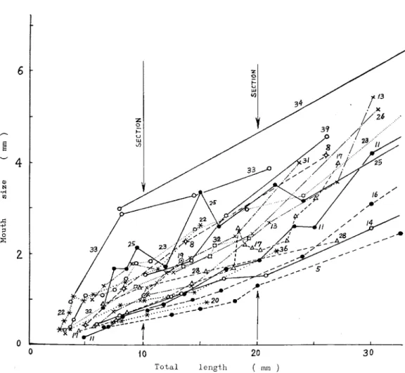 Fig.  6.  Relationship  between  the  total  length  of  larval fishes  and  the  mouth  sizes