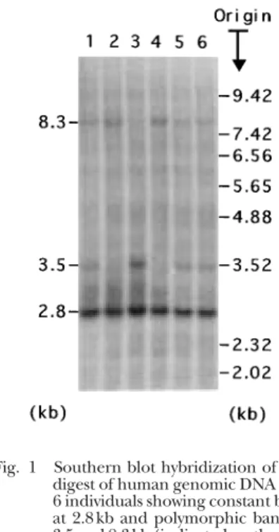 Fig. 2 shows a restriction map of type 2 cystatin gene family reported by Saitoh et al