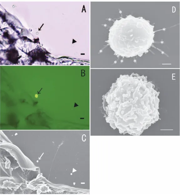 Fig. 2 Epithelial cells on plastic dish