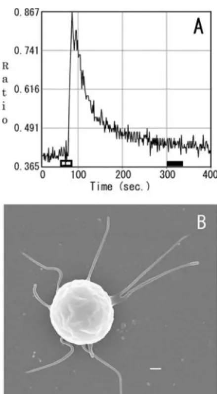 Figure 6 shows the ultrastructure of an isolated single Merkel cell (M) in which an increase in [Ca 2 ] i   was induced by 100 mM KCl