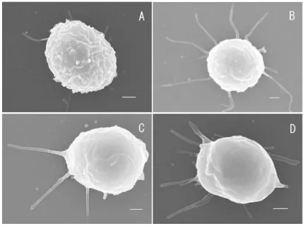 Fig. 4 SEM photograph of cell surface after single Merkel cell isolation (A) 1 hr at 4°C after isolation