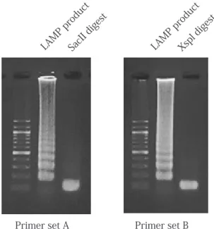 Fig. 2. Electrophoresis pattern of LAMP products. The LAMP  reactions were carried out with primer set A or B and extracted  R