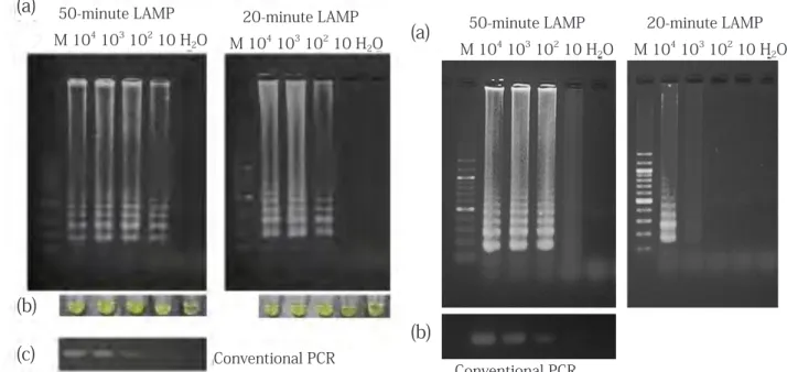 Fig. 4. Detection limit of LAMP. Extracted DNAs were prepared  from serial dilutions of  R