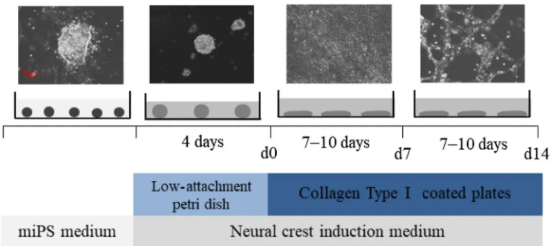 Fig. 1    The experimental proto- proto-col used to induce the formation  of cranial neural crest cells  (cNCCs) from mouse-induced  pluripotent stem (miPS) cells