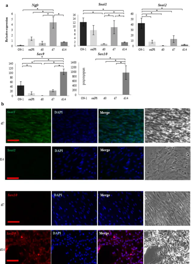 Fig. 2    Comparison between O9-1 cells and cranial neural crest cells  (cNCCs) derived from mouse-induced pluripotent stem (miPS) cells  using quantitative reverse transcription polymerase chain reaction  (qRT-PCR) and immunostaining