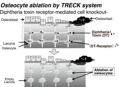 Fig. 1. TRECK system による骨細胞死滅マウス。骨細胞特異的にジフテリア毒素レセプターを発現させ任意の時期にジ フテリア毒素を投与する事で骨細胞のみを死滅させることが出来る。 後 9 日間（投与量 25～30 ng/kg, 1 回投与）、室温 23℃の 恒温の飼育室で、暗明サイクル（ 8:00～20:00）のもと飼育 した。高リン負荷試験に対しては DT 投与後 5 日間飼育し、 残りの 4 日間は高リン水（25 mM Na 2 HPO 4 /NaH 2 PO 4 ）を自 由摂取させた。 
