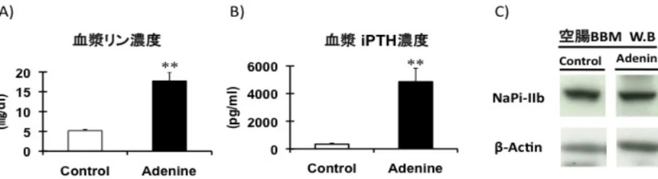 Fig. 2.  アデニン誘発性腎不全モデルラットにおける NaPi-IIb の発現。雄の Wister Rat に対してメチルセルロースに溶解し たアデニンを 250 mg/Kg（体重）あたりで 1 日 1 回の経口投与を行なった。コントロール群はメチルセルロース液を経口投 与した。 A）経口投与後、3 週間の血漿リン濃度。B）経口投与後、3 週間の血漿 iPTH 濃度。C）空腸 BBM（blush border  membrane）を用いた NaPi-IIb の western blotting 解析。