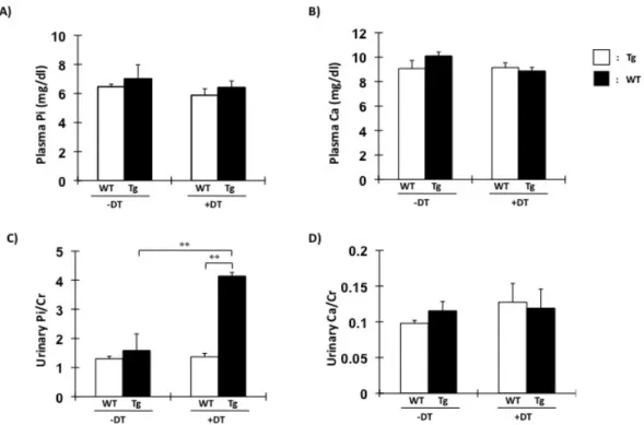 Fig. 3.  血液尿生化学データ。野生型、Tg マウスそれぞれに対して DT 投与 2 日前および DT 投与後 9 日目に採決及び 24 時間蓄尿にて尿を採取し、血漿リン、カルシウム濃度および尿中リン、カルシウム濃度の測定した結果である。□：野生 型マウス +DT（♀）14 週齢 n=6。■：Tg マウス+DT（♀）14 週齢 n=6。 **P<0.01。 
