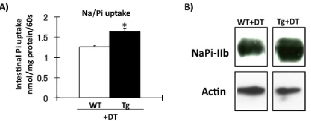 Fig. 5.  骨細胞死滅マウスにおける NaPi-IIb 発現の検討。DT 投与後 9 日目の野生型、Tg マウスの小腸下部 BBMV を分 離した。 A）小腸下部 BBMV を用いたリン輸送活性測定。 □ ：野生型マウス +DT（ ♂ ） 9-10 週齢  n=4。 ■ ： Tg マウス+DT（ ♂ ） 9-10 週齢  n=4  *P<0.05。B）小腸下部 BBM を用いた western blotting 解析。蛋白量は 20 μg/レーンである。 □ ：野生型 マウス+DT（ ♀ ）14
