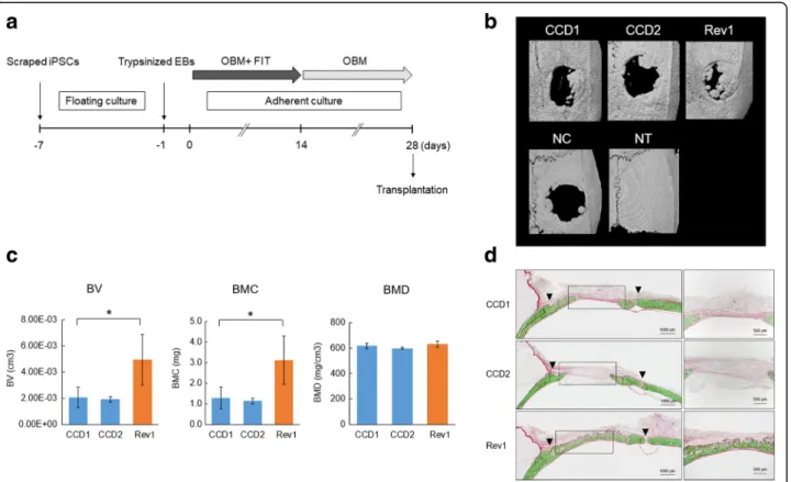 Fig. 2 Osteoblastic differentiation of induced pluripotent stem cells (iPSCs) in vitro