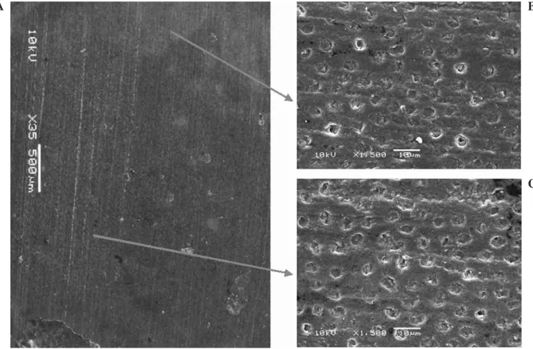 FIG 2. SEM micrographs of the dentine side of a fractured surface from the unlased-MB group