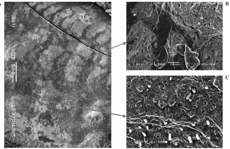 FIG. 3. SEM micrographs of dentine-side of a fractured surface from the Er:YAG lased-AQP group