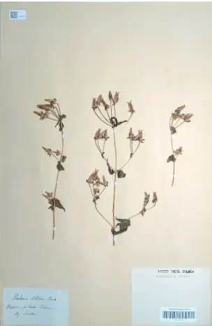 図  7.  マンテマ  Silene gallica L. var. quinquevulnera (L.) 