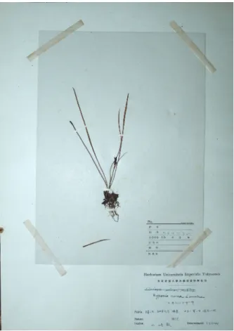 図  9.  ヒメイズイ  Polygonatum humile Fisch. （ TI ； KPM-
