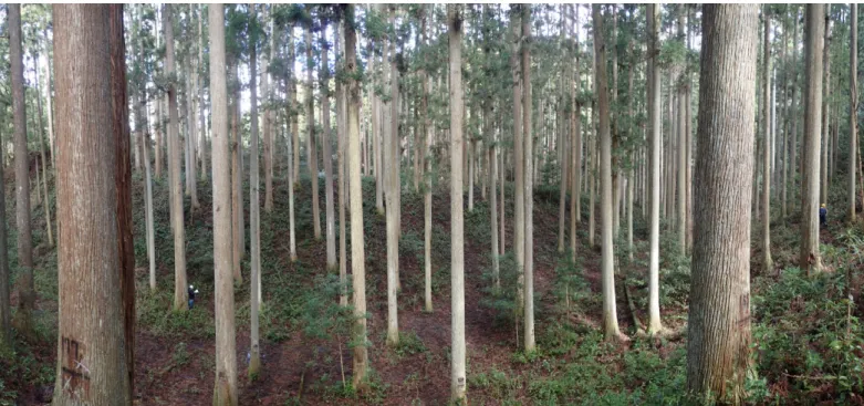表　吉田試験地　牛蒡沢プロットの成長推移  Growth data of Gobozawa plot, one of Yoshida Plots