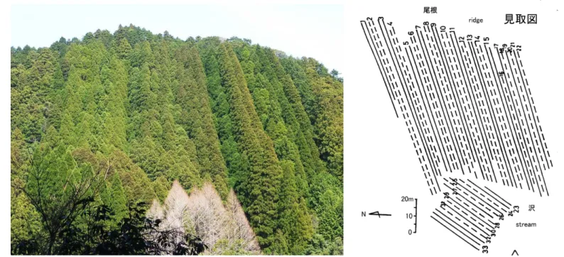 表  植栽されている挿し木品種と生存本数    Planted  cultivars and their remaining induviduals 