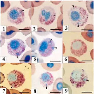 Fig. 2.　Red  sea-bream  neutrophil  stained  with  May- May-Grünwald  solution  under  various  conditions