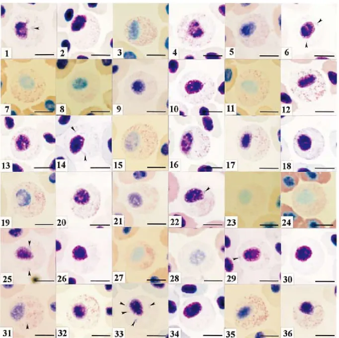 Fig. 3.　Red sea-bream neutrophil under various staining conditions. Giemsa stain. After fixation for５ min with methanol,  the sample was stained with Giemsa solution diluted with the following solutions : (1)distilled water at a rate of  1：20
