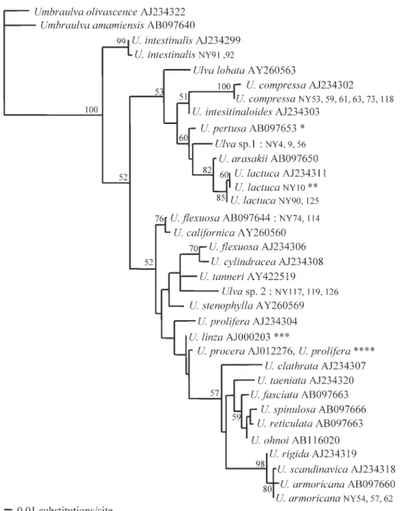 Fig. 2. Phylogenetic tree of the maximum likelihood analysis inferred from the nuclear encoded ITS2 region of Ulva