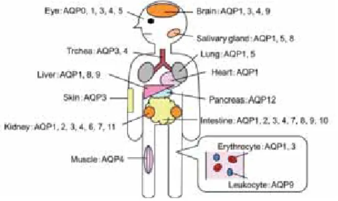 Fig. 1  AQP