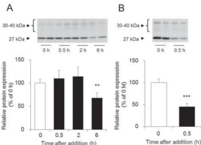 Fig. 12 234/01-. COX-2 