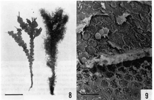 Fig.  8.  Comparison  of  cultures  of  Laminaria  japonica  after  88  days'  incubation  of  zoo- zoo-spores  on  two  substrata,  living  (left)  and  dead  (right)  thalli  of  Calliarthron   yesso-ense