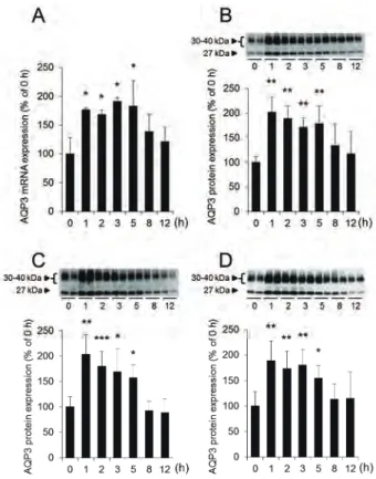 Fig. 3. The distribution of AQP3 in rat colon after morphine administration