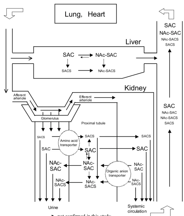 Fig. 9 Postulated pharmacokinetic behavior of SAC and its metabolites in rats. SACNAc-SACSACSNAc-SACSLiver SAC NAc-SAC NAc-SACSSACSAfferent 