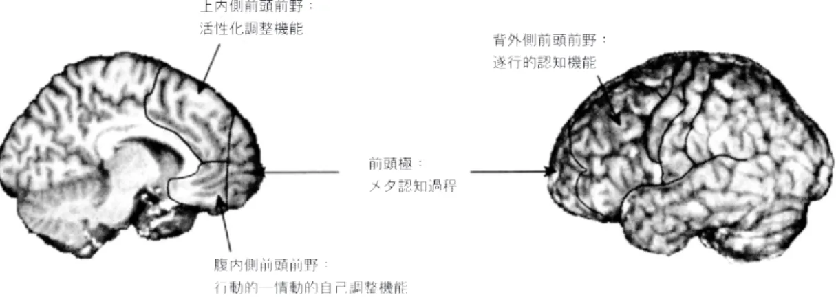 Figure 1 前頭前野機能に関する領域特異的アプローチ （Stuss, 2009).