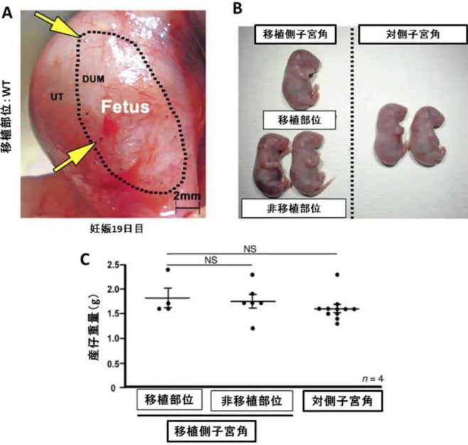 図 9.  再生子宮において正期産までの正常な妊娠継続が可能である 