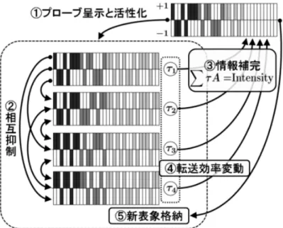 Figure 2.3 Conceptual diagram of EMILE model ( 月元・山田 , 2010). 実の実験におけるカテゴリと語幹手がかりに対応させ，項目成分の 3 分の 2 を 0 値とした ものを手がかり（プローブ）とし，この成分の補完を再生とみなしている。まず，各エン グラムはプローブとの類似度に基づいて活性化する（ ➀ ）。プローブの呈示によって活性 化したエングラムは相互に抑制し合う。これが競合状態の解消に対応する（ ➁ ）。プロー ブの不完全な成分を補完するために，各エン