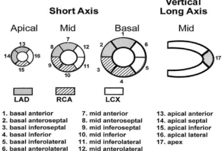 図 3  AHA が提唱している左室心筋区分モデル 