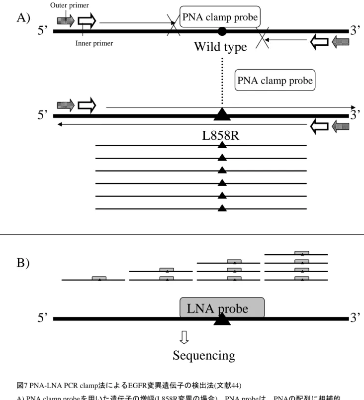 図 7 PNA-LNA PCR clamp 法による EGFR 変異遺伝子の検出法 ( 文献 44)