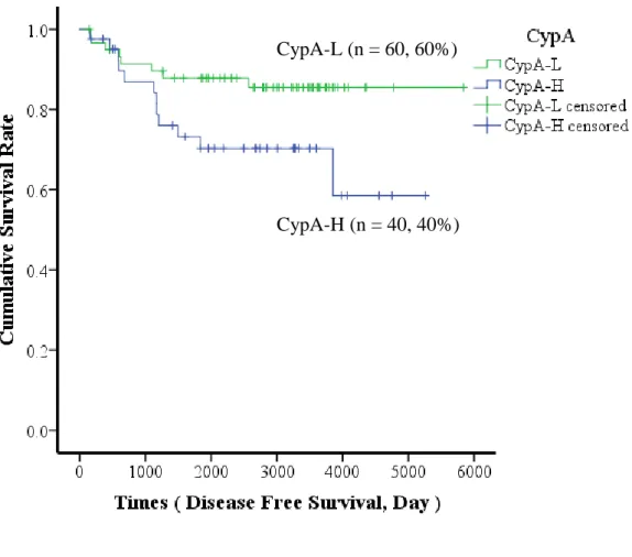 図 14：Kaplan-Meier 法による肺腺癌の CypA 発現と予後 