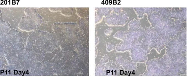 図 2.1.5-1-2    培地 H とラミニン E8 によるヒト iPS 細胞培養 