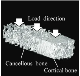 Fig. 1: Cancellous bone specimen excised  from swine proximal tibia 