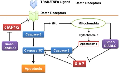 Figure 3.    IAP ファミリータンパク質 XIAP/cIAP が関与するアポトーシス経路 48)      