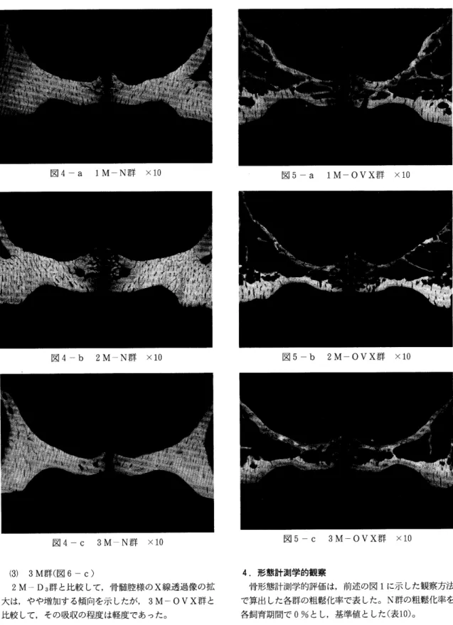 図        群 ×10 図       群 ×10 図        群 ×10 (31 3M群(図 図          群 ×10 図          群 ×10 図          群 ×104.形態計測学的観察 2 M‑ D3群と比較して,骨髄腔様のⅩ線透過像の拡   骨形態計測学的評価は,前述の図1に示した観察方法 大は,やや増加する傾向を示したが      群と  で算出した各群の粗餐化率で表したo N群の粗餐化率を 比較して,その吸収の程度は軽度であった.       各飼育期間で0