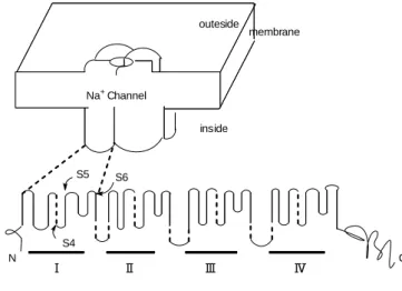 Figure 1-2. Model of Na +  ion channel 