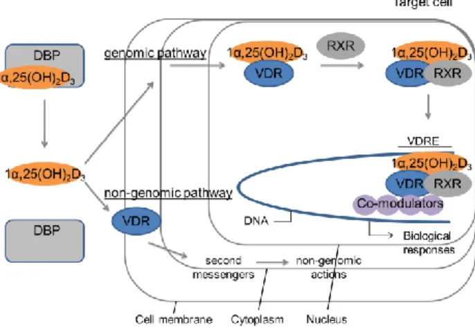 Fig. 10 VDR-mediated genomic action and putatine non-genomic action. 